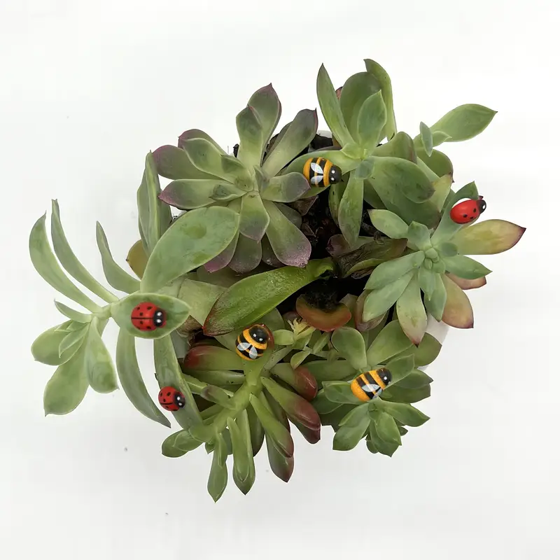50/100 Pcs DIY 공예품, 마이크로 조경 홈  - Landscape Bonsai Garden 리뷰 및 가격